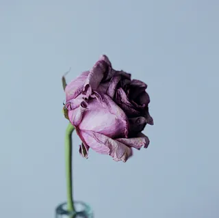 billede af en rose
